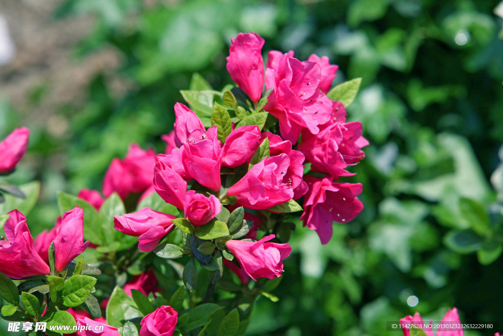 杜鹃 鲜花