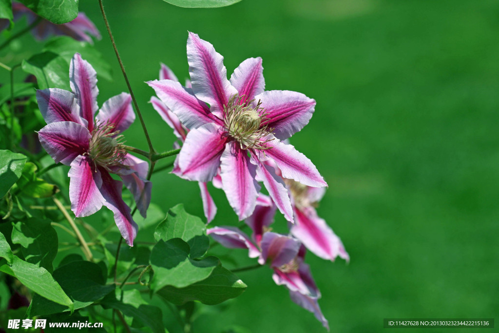 鲜花 野花