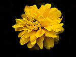 雏菊