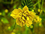 雏菊