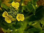 油菜花