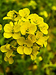 油菜花