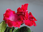 娇艳芙蓉花