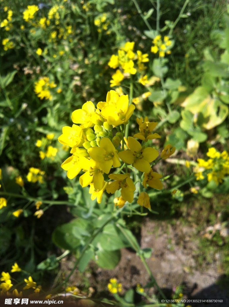 油菜花