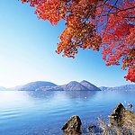 枫叶