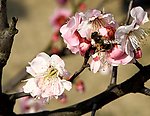 梅花 蜜蜂