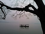 西湖古树游船