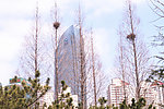 城市 鸟巢