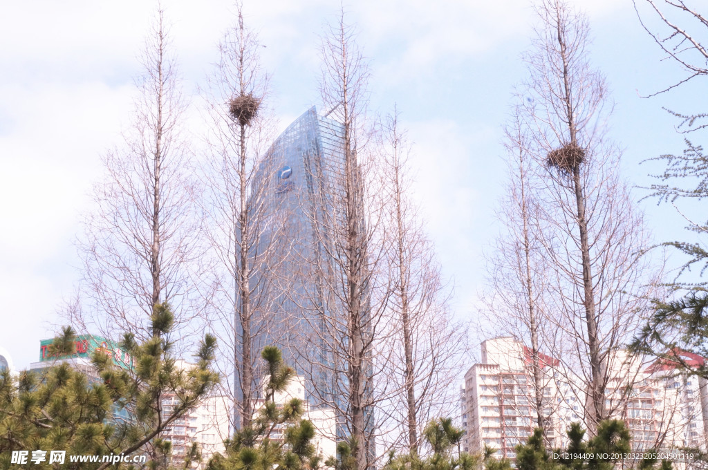 城市 鸟巢