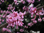 花枝 樱花