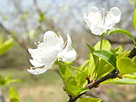 春暖花开之苹果花