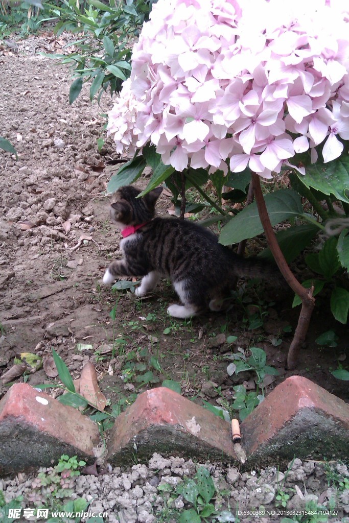 小猫与绣球花
