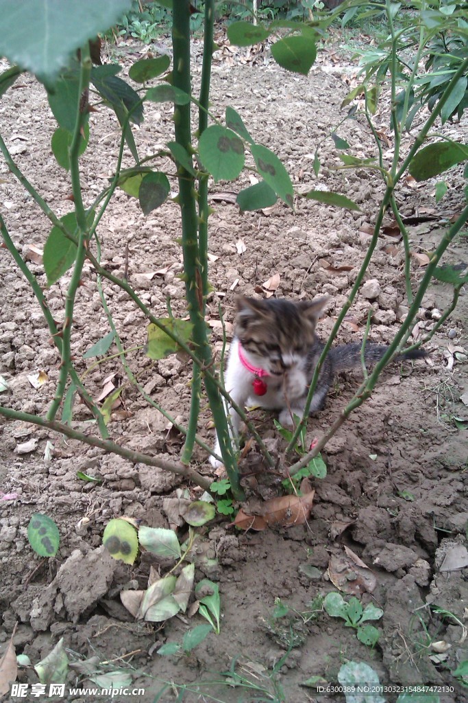 小猫