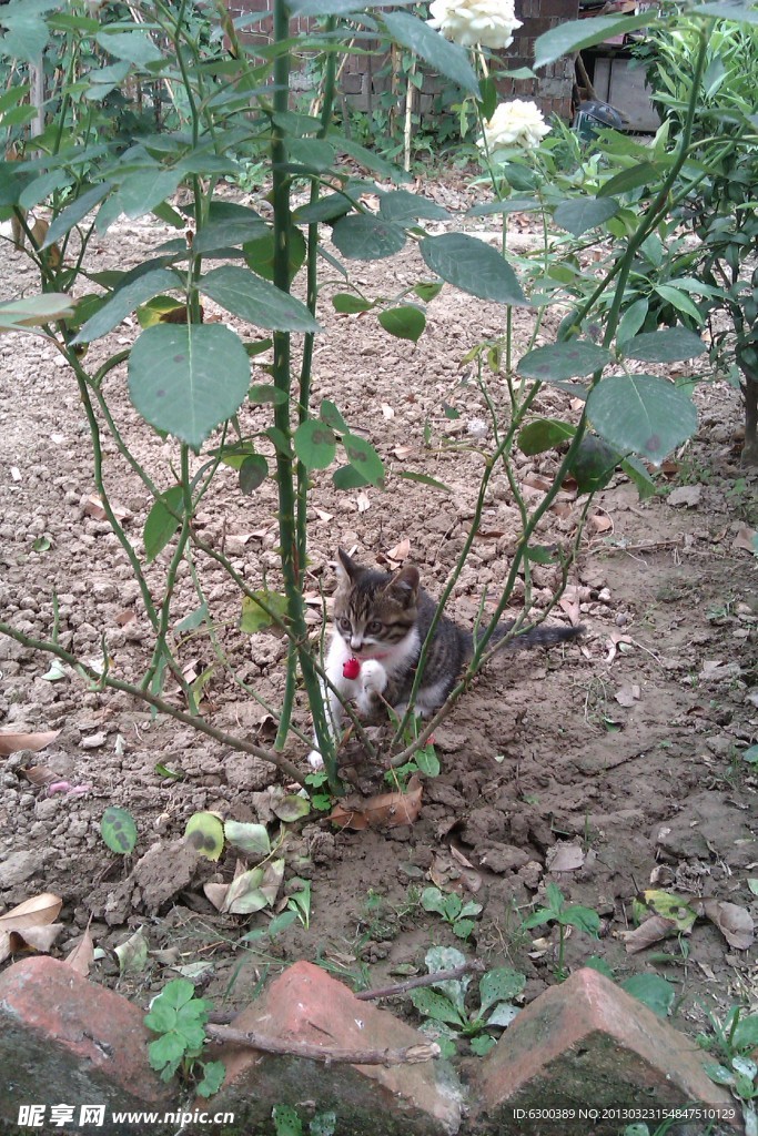 小猫
