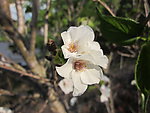 阳光下白色樱花