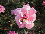 粉红色玫瑰和蜜蜂