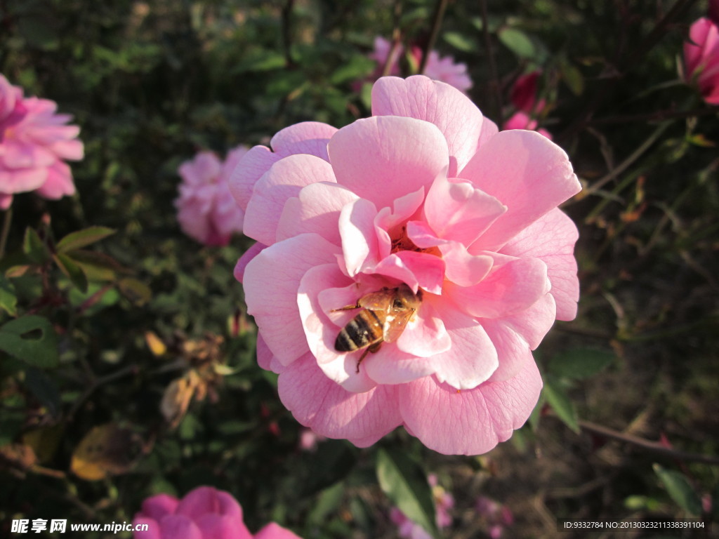 粉红色玫瑰和蜜蜂