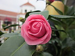 粉色茶花蕾