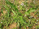 苦麦菜 蒲公英