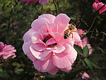 粉红色玫瑰 蜜蜂