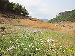 清凉山梯田的花