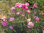 一丛玫瑰花