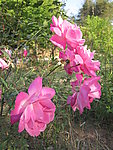 一束玫瑰花