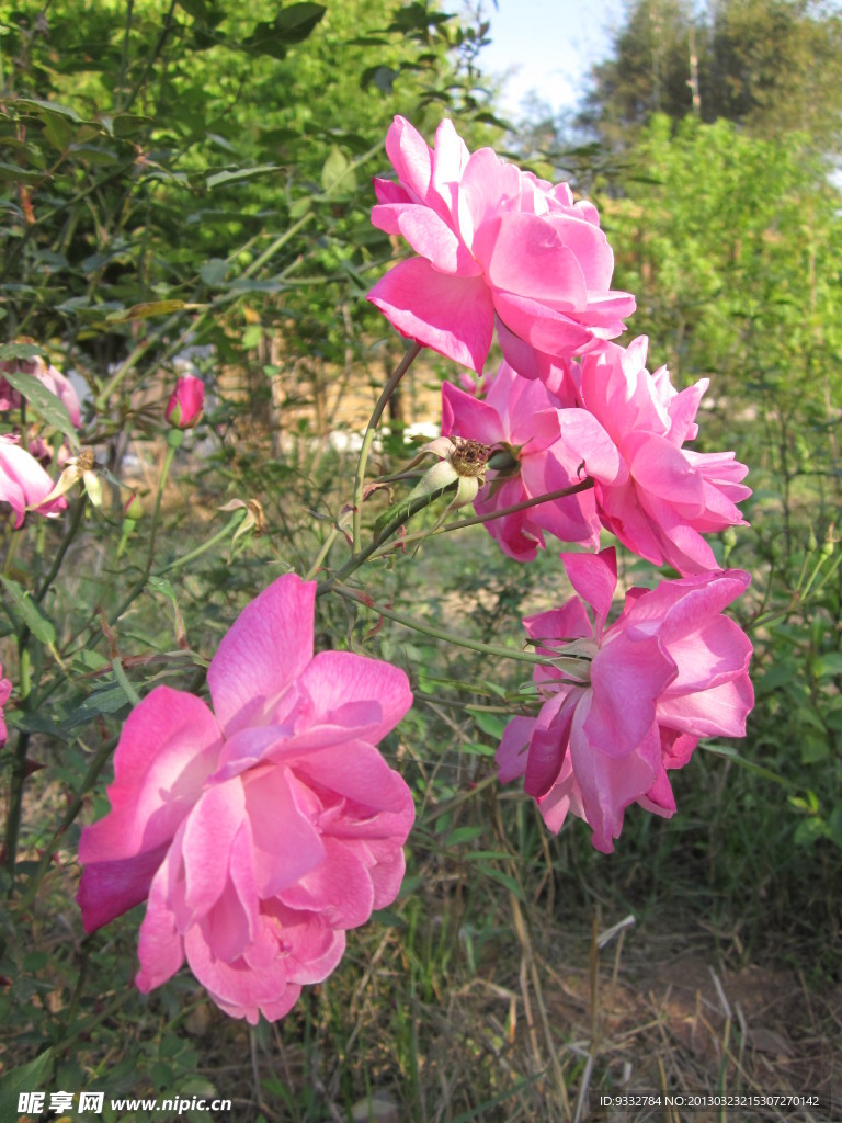 一束玫瑰花