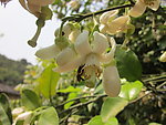 柚花和蜜蜂