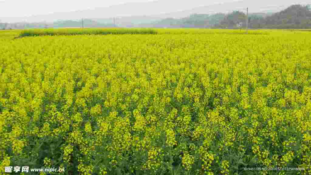 油菜花