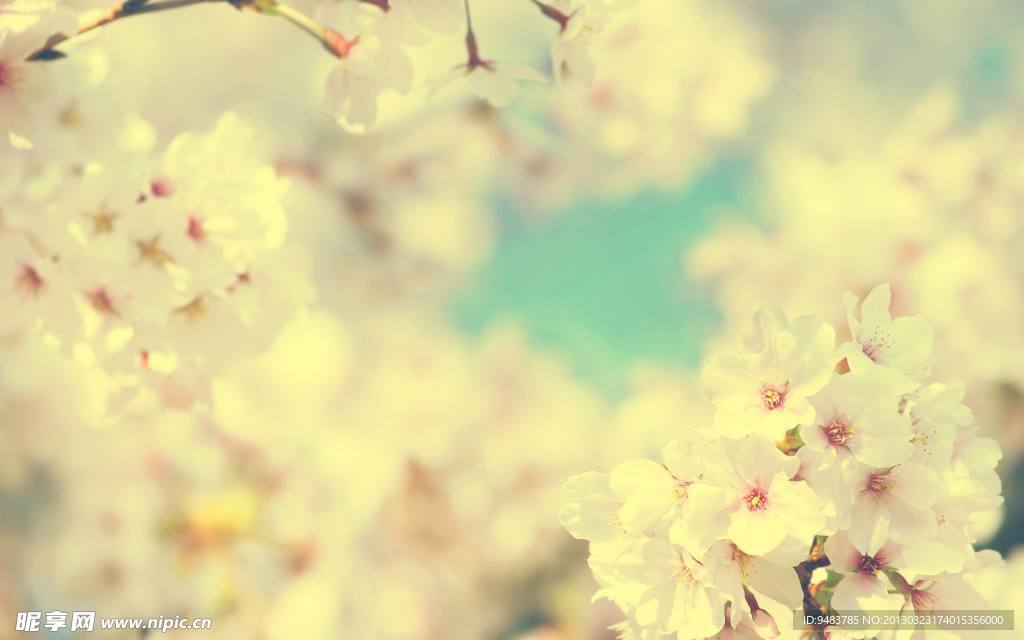 樱花