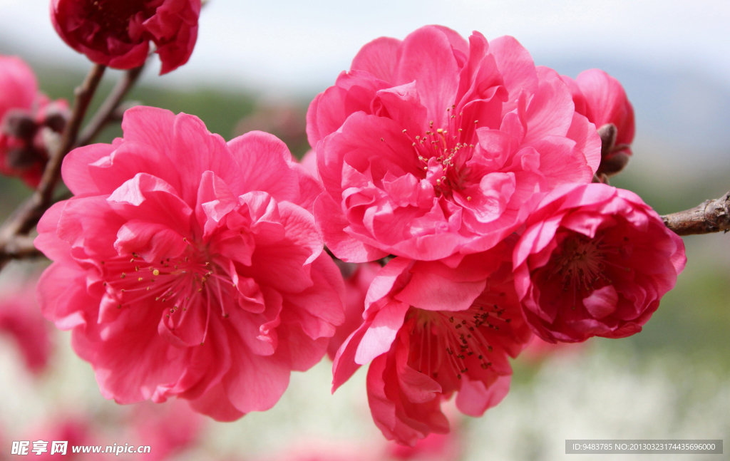 樱花