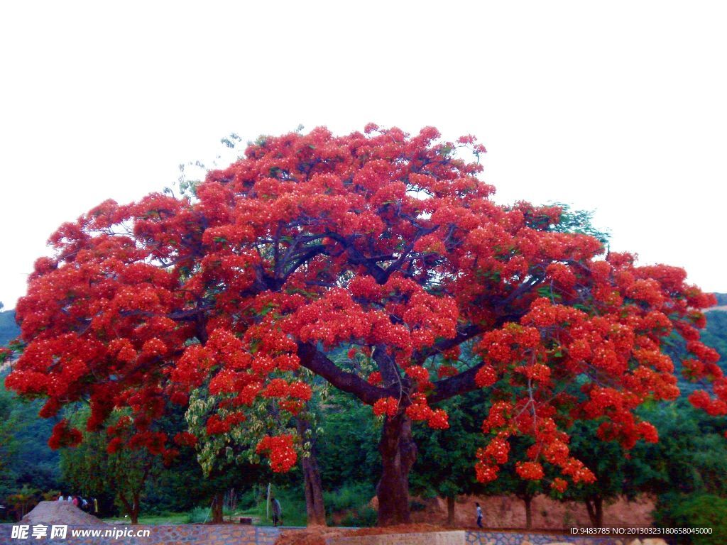 花树