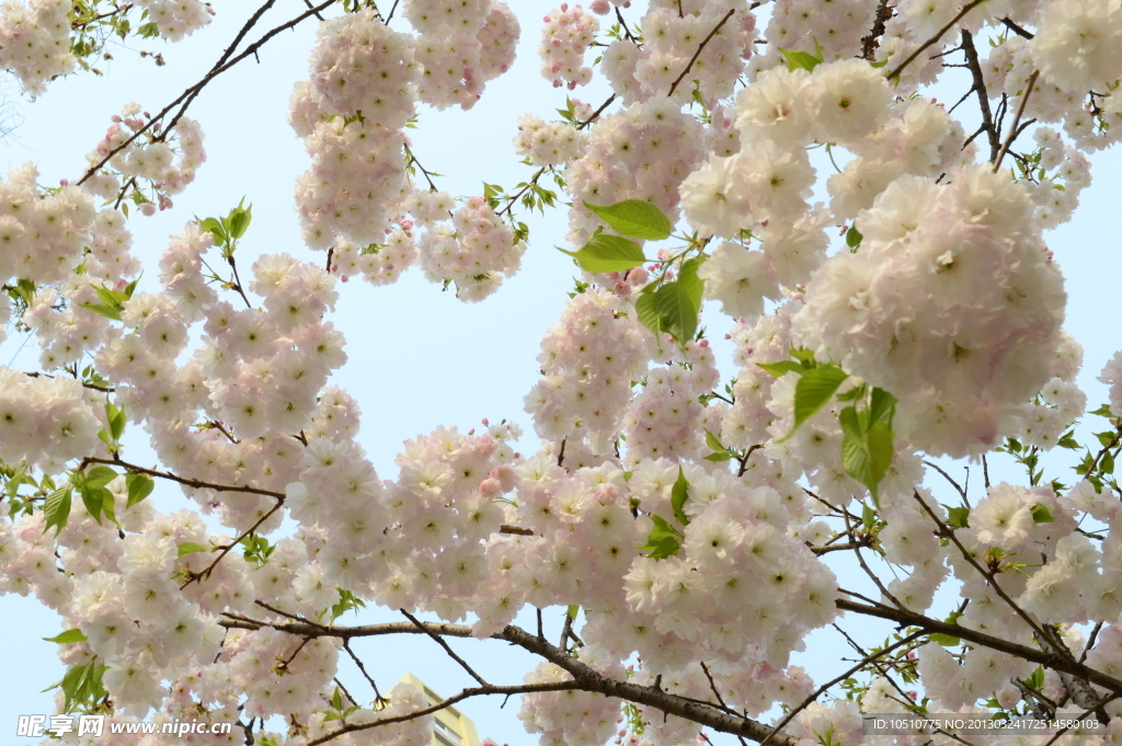 繁花满树