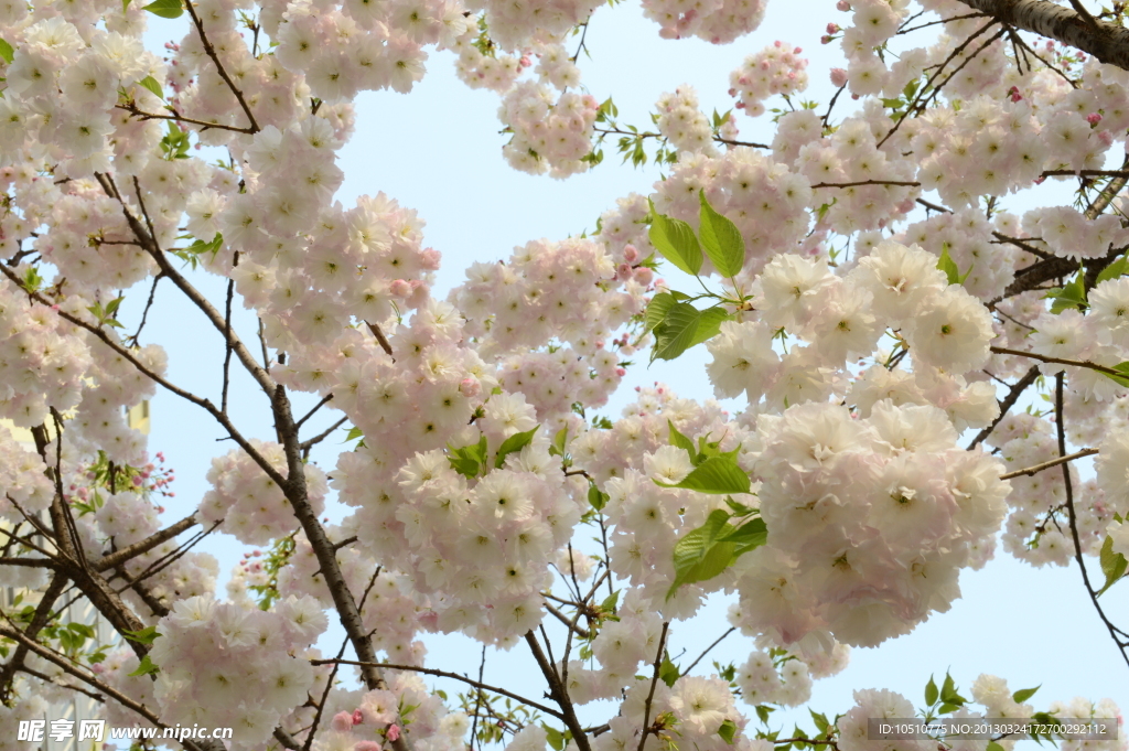 繁花满树