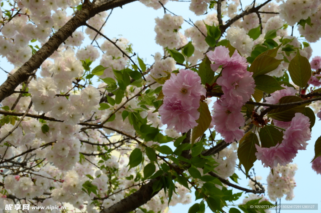 繁花满树