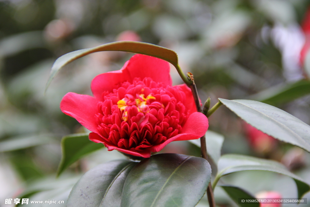 茶花