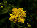 雏菊