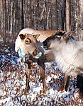 冬季猎民点的驯鹿