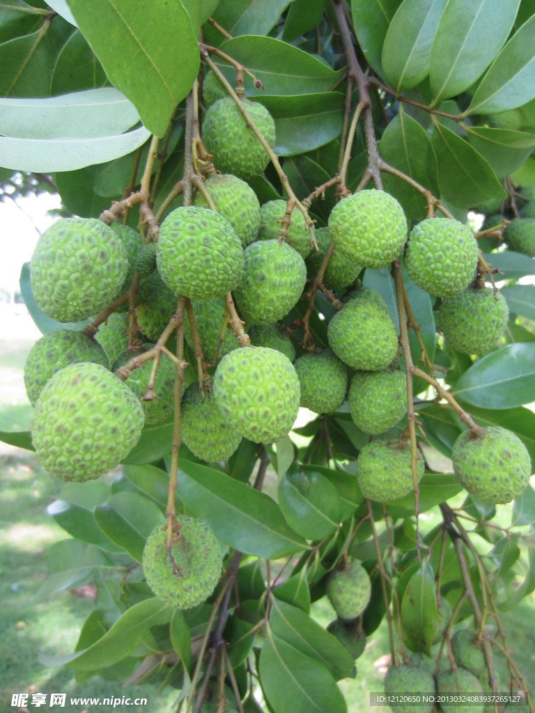 荔枝