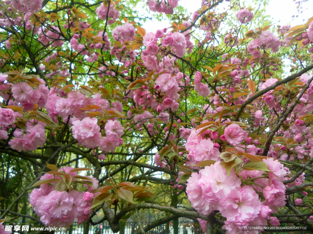 樱花