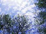 天空云树
