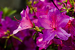 杜鹃花