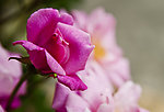 玫瑰花