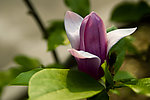 玉兰花