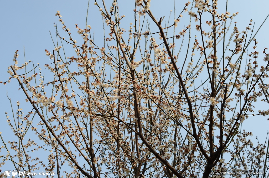 梅花 花 腊梅 红梅