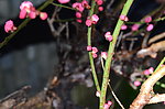 梅花 花 腊梅 红梅