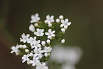 春天 野花 白色野花