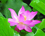 高清荷花