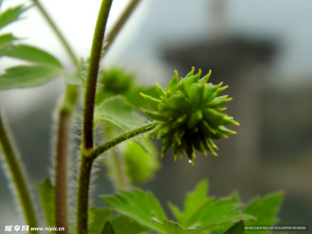 野芹菜